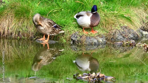 Pair of Mallard ducks preening feathers