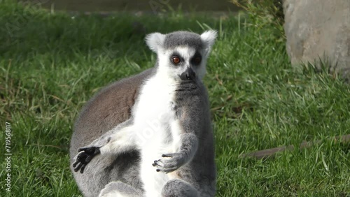ring tailed lemurs sunbathing in sitting yoga posture 
