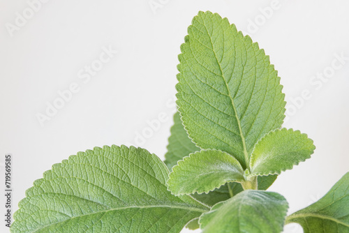 indian coleus plant close up indoor plectranthus barbatus