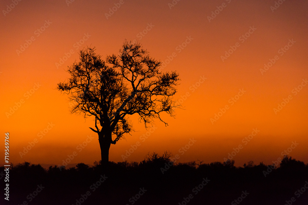 Orange sunset with tree silhouette