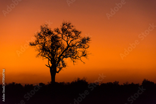 Orange sunset with tree silhouette