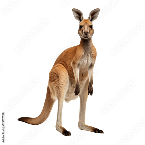 kangaroo isolated on transparent and white background. Generative ai © Dima