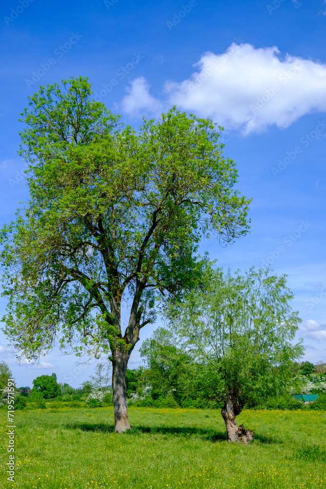 Obraz premium Deux arbres verts dans un pré au printemps