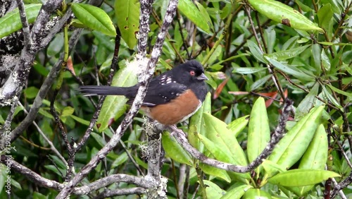 Spotted towhee wild bird in natural environment