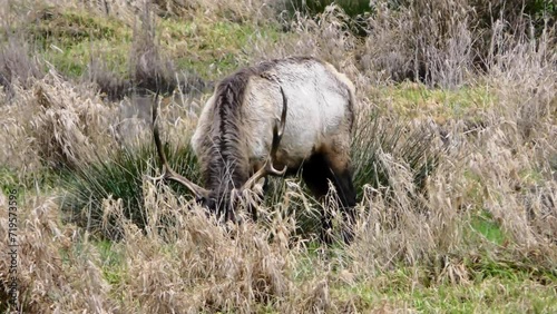 Wild bull elk with large big antler rack grazing, eating, feeding on grass in field