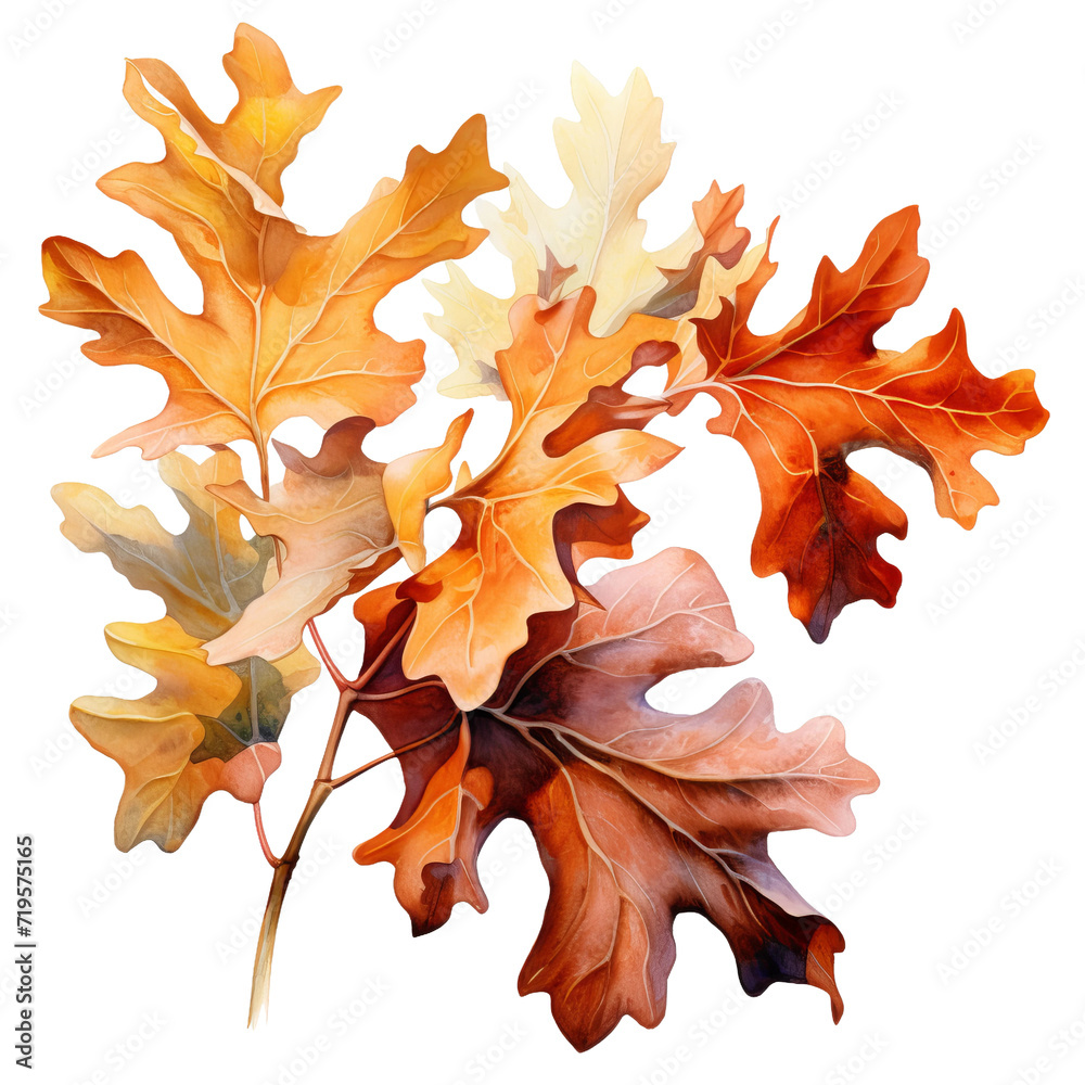 Fototapeta premium autumn maple leaves