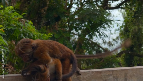 A wild monkey on a stone wall in Nepal Kathmandu, Asia. Action. Wild animals and green nature.