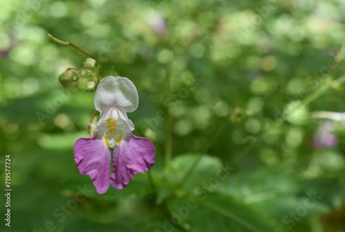 Impatience des jardins  Impatiens balfourii  fleurissant dans un sous-bois.