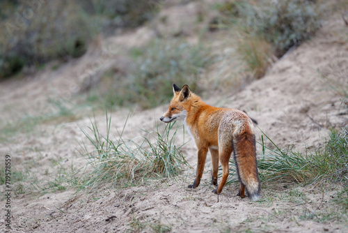 Red Fox (Vulpes Vulpes) searching for food in the dunes of the Amsterdam water supply area near the village of Zandvoort        © henk bogaard