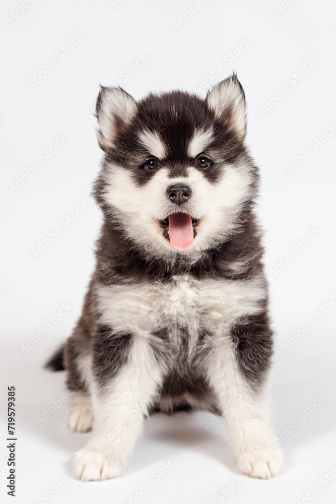Cute siberian husky puppy sitting and yawning on white background isolated