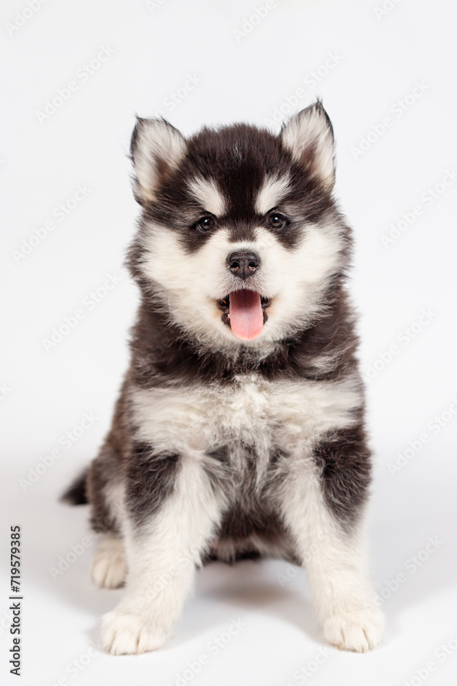 Cute siberian husky puppy sitting and yawning on white background isolated Cute siberian husky puppy sitting and yawning on white background isolated