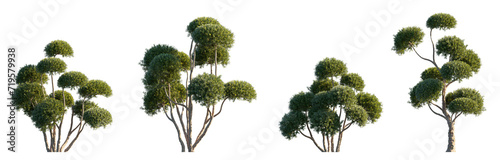 Quadro su tela Taxus cuspidata Japanese yew bush\shrub set frontal isolated png on a transparen