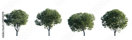 Celtis australis (the European nettle tree, Mediterranean hackberry, lote tree, or honeyberry) frontal set large and medium isolated png on a transparent background perfectly cutout photo
