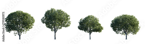 Celtis australis (the European nettle tree, Mediterranean hackberry, lote tree, or honeyberry) frontal set large and medium isolated png on a transparent background perfectly cutout photo