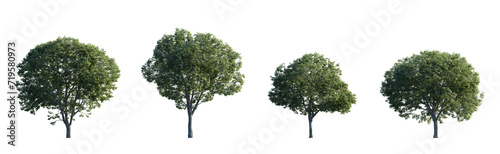 Celtis australis (the European nettle tree, Mediterranean hackberry, lote tree, or honeyberry) large and medium isolated png on a transparent background premium cutout photo