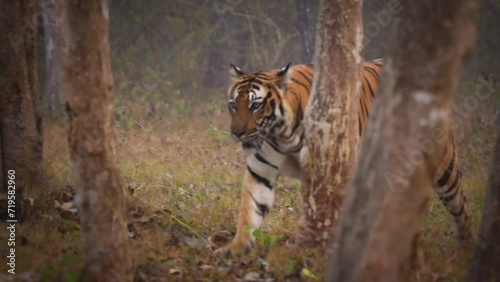 Bengal Tiger - Panthera tigris tigris the biggest cat in wild in Indian jungle in Nagarhole tiger reserve, wild hunter in the greeen jungle, face to face view. Jump and run in the forest. photo