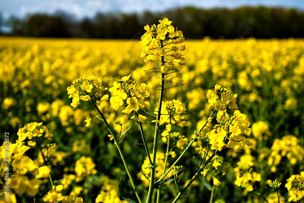 Fototapeta premium Field of yellow rapeseed in spring