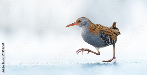 Water Rail Rallus aquaticus running on the ice and on the frozen surface of the lake, amazing rare photo.