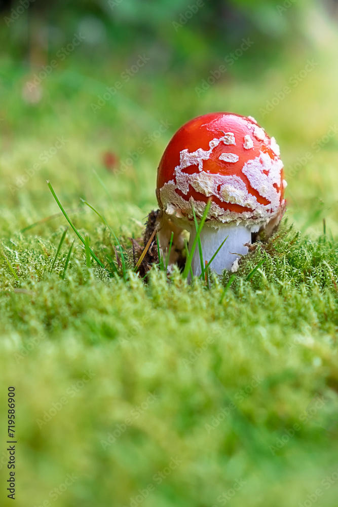 Fly agaric mushrooms with red cap growing on green moss close-up on a sunny day Fly agaric mushrooms with red cap growing on green moss close-up on a sunny day