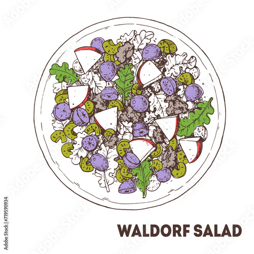 Waldorf salad hand drawn vector illustration. Top view. Fruit and nut salad . Linear graphic. Food sketch.