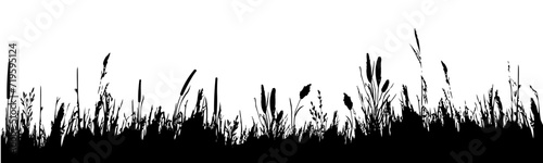 Image of a monochrome reed,grass or bulrush on a white background.Isolated vector drawing.Black grass graphic silhouette.