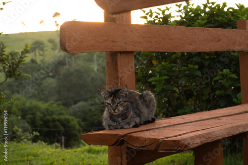 gato na chácara relaxando no banco de madeira no por do sol 