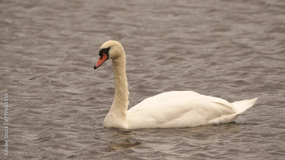A female mute swan (Cygnus olor) swimming in a strong wind A female mute swan (Cygnus olor) swimming in a strong wind