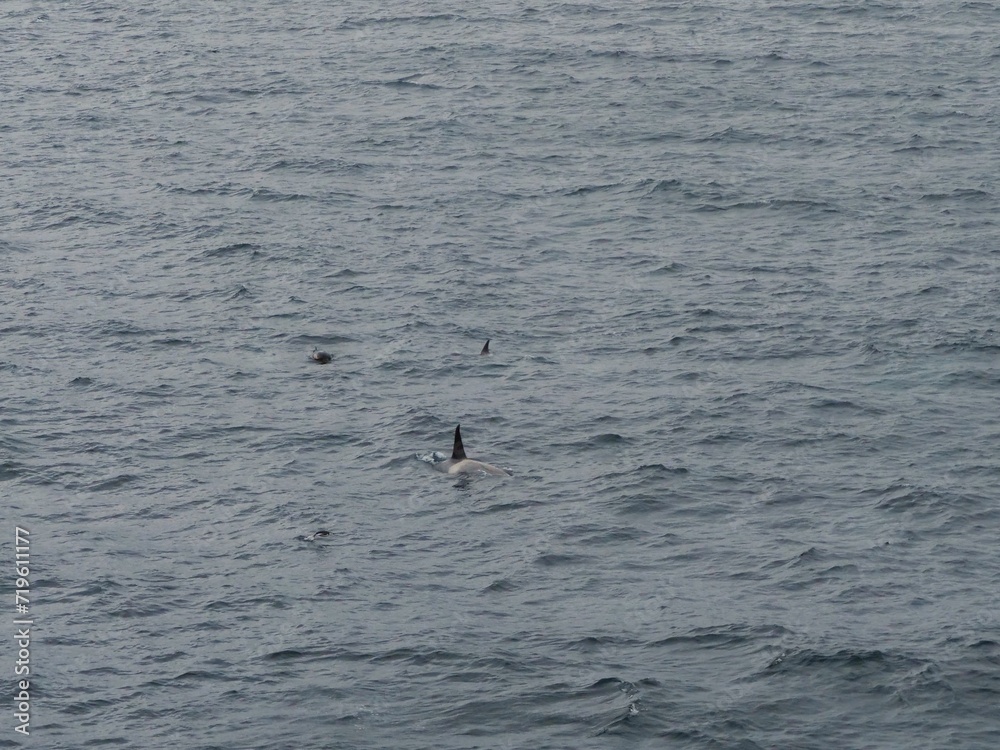 Orcas (auch Killerwale oder Schwertwale) und ein Pinguin im Meer vor der Antarktischen Halbinsel Orcas (auch Killerwale oder Schwertwale) und ein Pinguin im Meer vor der Antarktischen Halbinsel