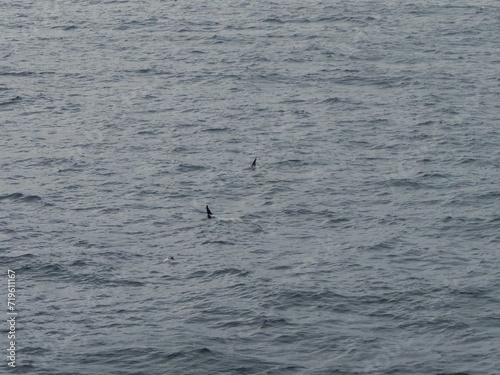 Orcas (auch Killerwale oder Schwertwale) und ein Pinguin im Meer vor der Antarktischen Halbinsel