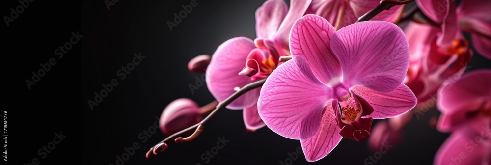 orchids on a dark background with lights shining orchids on a dark background with lights shining