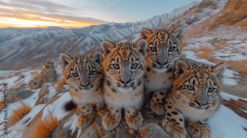 View of Snow Leopards