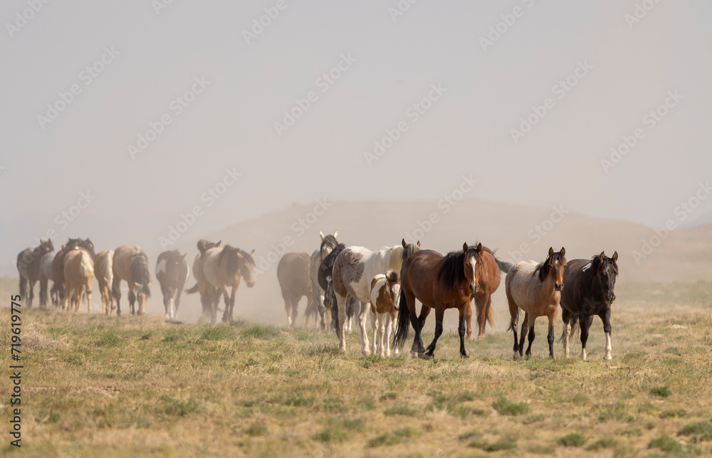 Obraz premium Herd of Wild Horses in the Utah Desert in Springtime