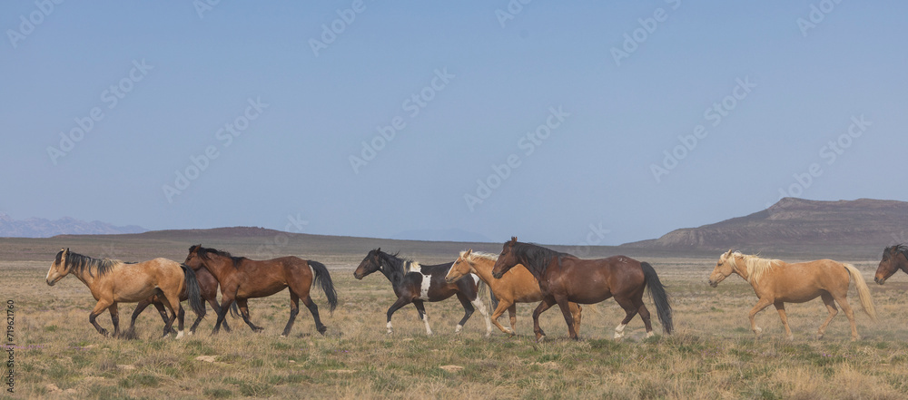 Herd of Wild Horses in the Utah Desert in Springtime Herd of Wild Horses in the Utah Desert in Springtime