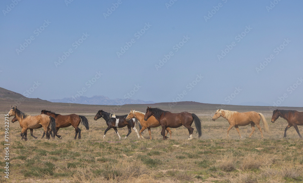Herd of Wild Horses in the Utah Desert in Springtime Herd of Wild Horses in the Utah Desert in Springtime