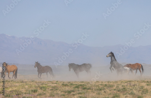 Fototapeta Naklejka Na Ścianę i Meble -  Herd of Wild Horses in the Utah Desert in Springtime