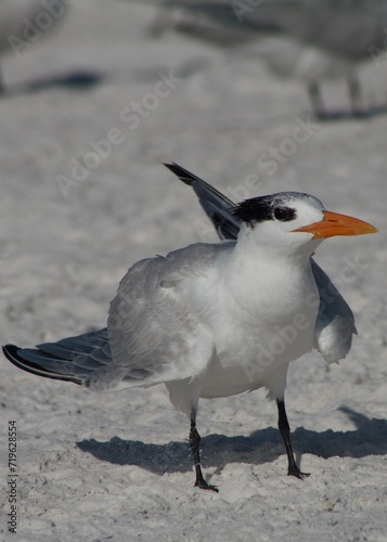 Tern on the beach