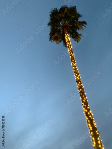 Palm with lights