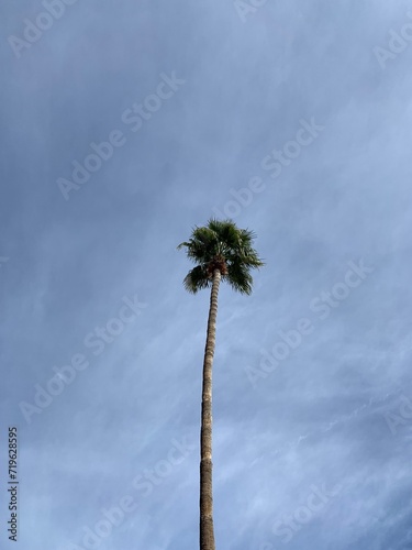 Solitary Palm