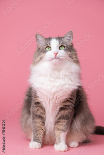 Cute gray cat on pink background. Monochrome background with space for text. Postcard with cat for Valentine's Day, spring, women's day. Vertical photo