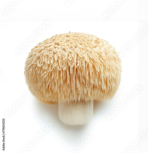 Fresh Lion's Mane Mushroom known as Hericium erinaceus. Health benefits for immune system, brain function, reducing inflammation, hair growth.
