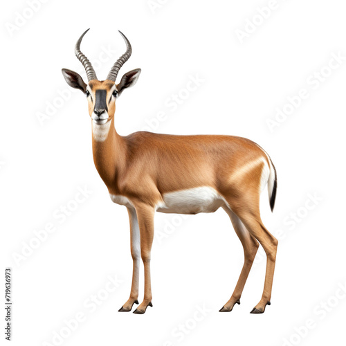 Antelope clip art © Alexander