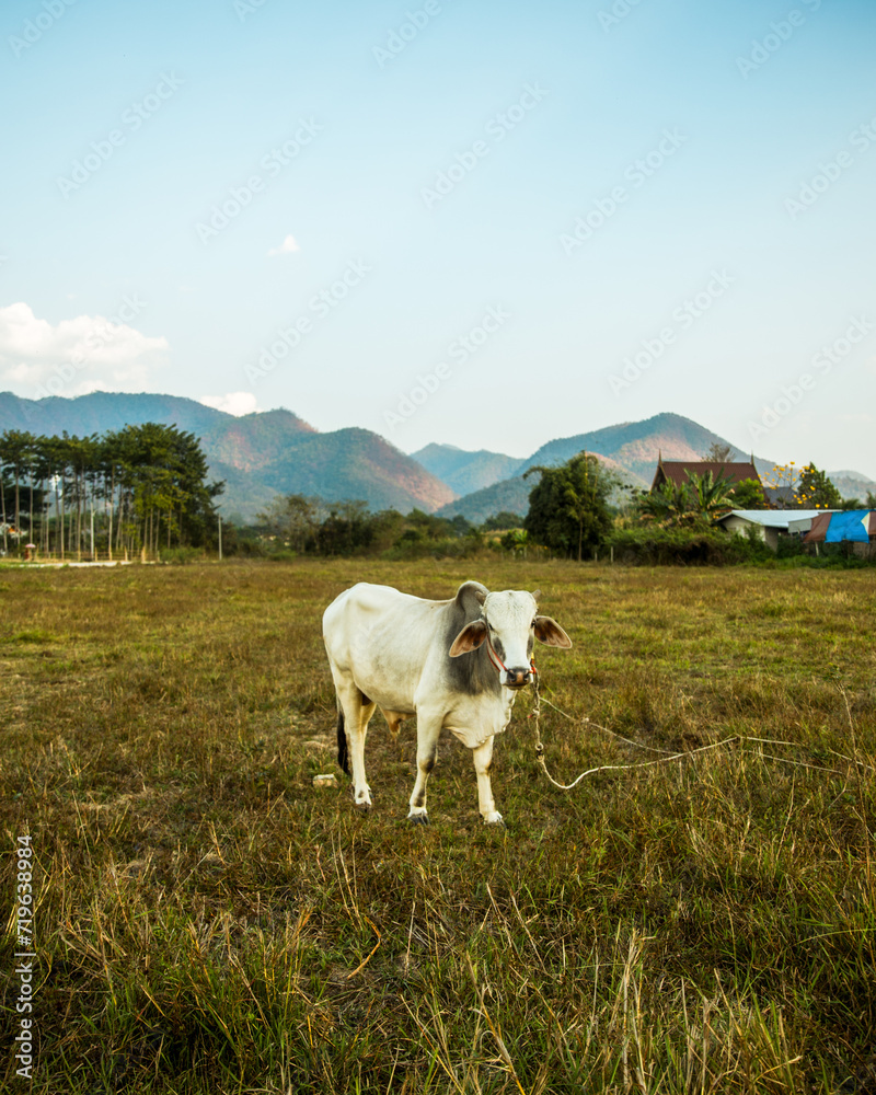 cow on the mountain