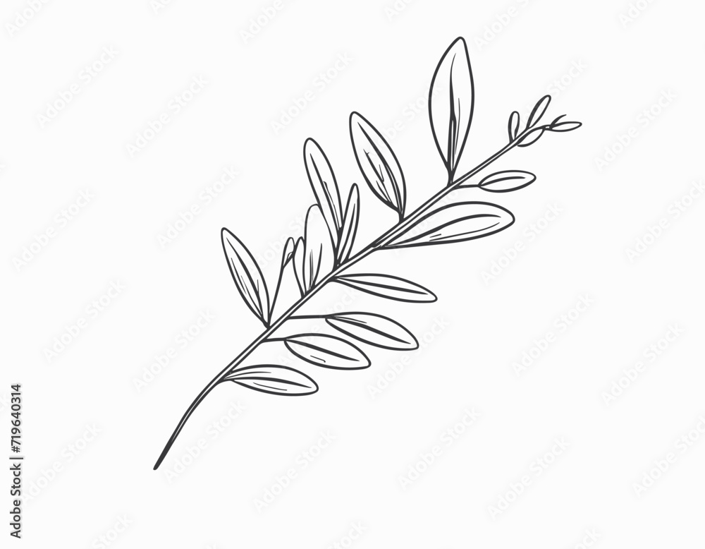 Beauty olive branch vector icon design