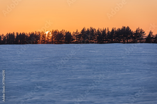 The setting sun through the tops of the trees, blue snow and orange sky