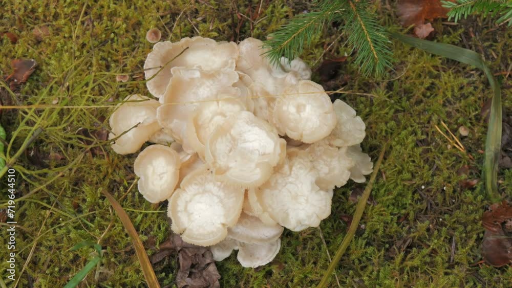 Many white forest mushrooms that grow on the ground covered with moss. Autumn harvest of mushrooms in the forest top view Many white forest mushrooms that grow on the ground covered with moss. Autumn harvest of mushrooms in the forest top view