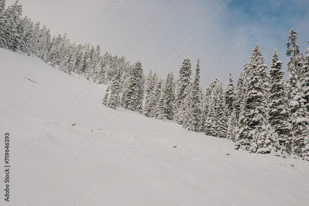 snow-covered evergreen trees,, snow-covered ground at White Pass, Washington state