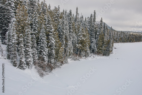 Canvas Print snow-covered evergreen trees,, snow-covered ground at White Pass, Washington sta