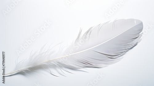feather on a white background
