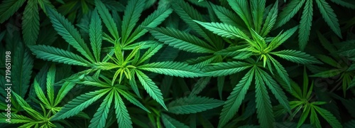 Close Up of Vibrant Green Leaves cannabis background