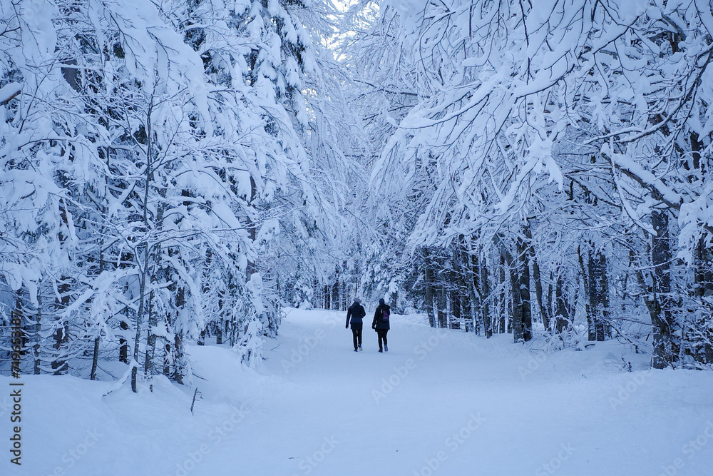 Silhouetted figures walking on a snow-covered path in the Tamar Valley, surrounded by a serene, wintery forest.
